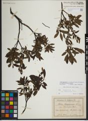 Foto von Salix lapponum L.